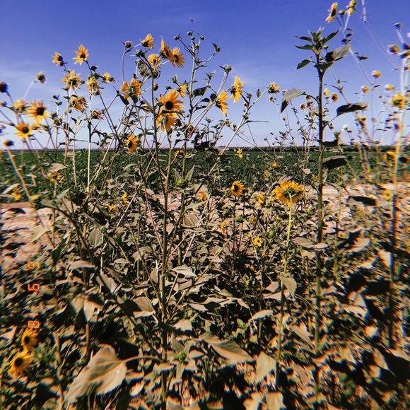 Meet your Posher, Caylie - Picture 1 of 1